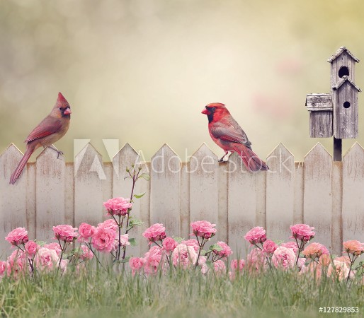 Picture of Northern Cardinal Male and Female